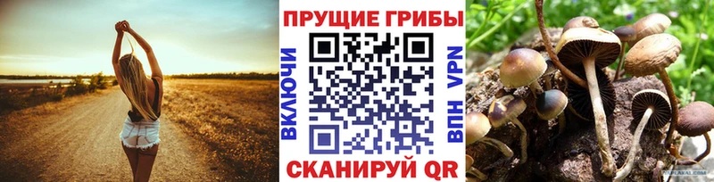 ссылка на мегу ссылка  Королёв  Галлюциногенные грибы GOLDEN TEACHER 